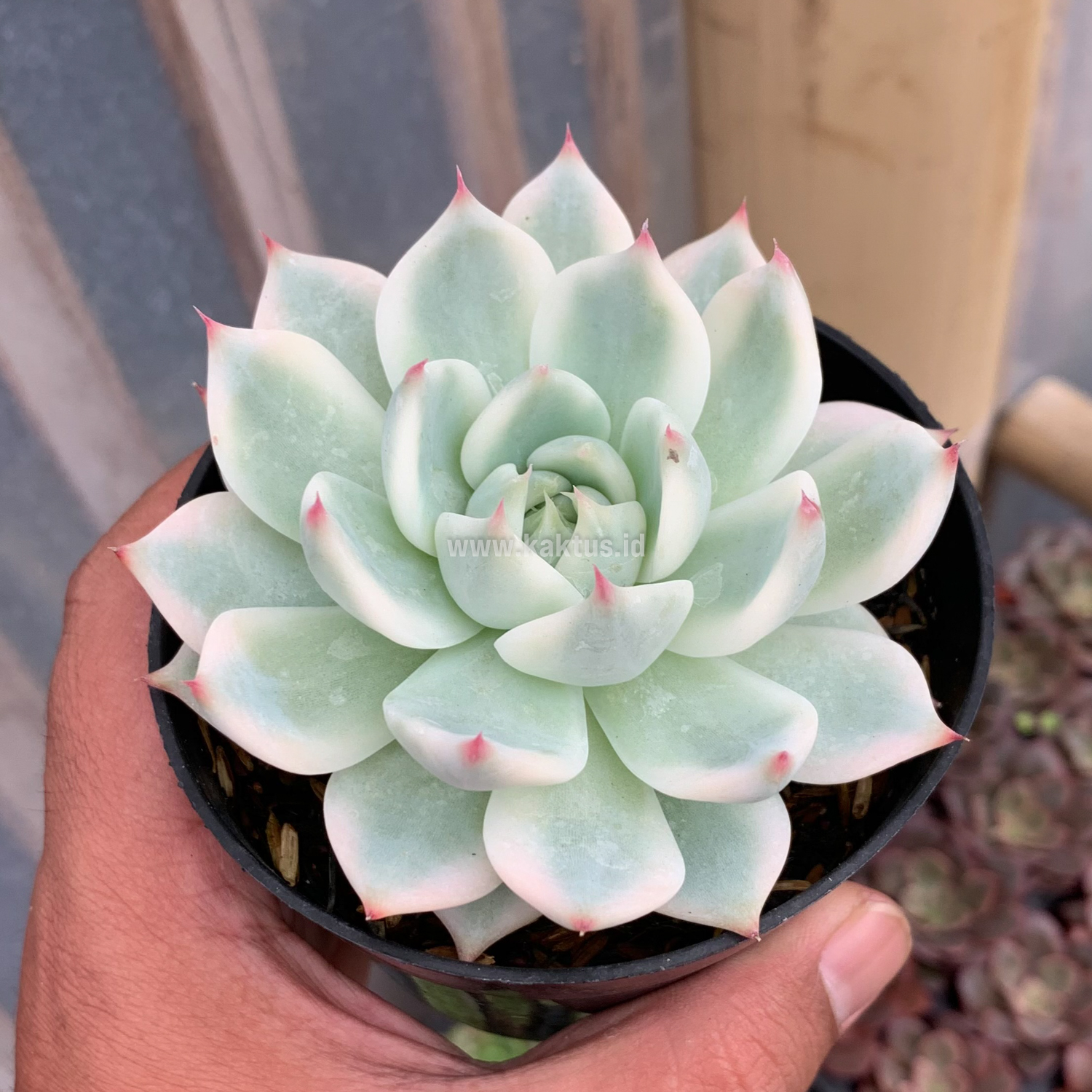 434. Echeveria Shimoyama Colorata Aurea Variegated / Echeveria Chihuahua Aurea Variegated - Image 3