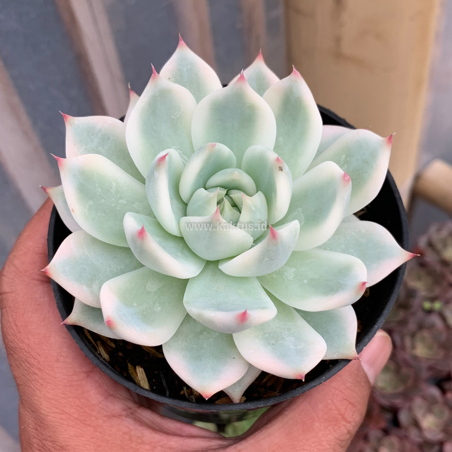 434. Echeveria Shimoyama Colorata Aurea Variegated / Echeveria Chihuahua Aurea Variegated - Image 19