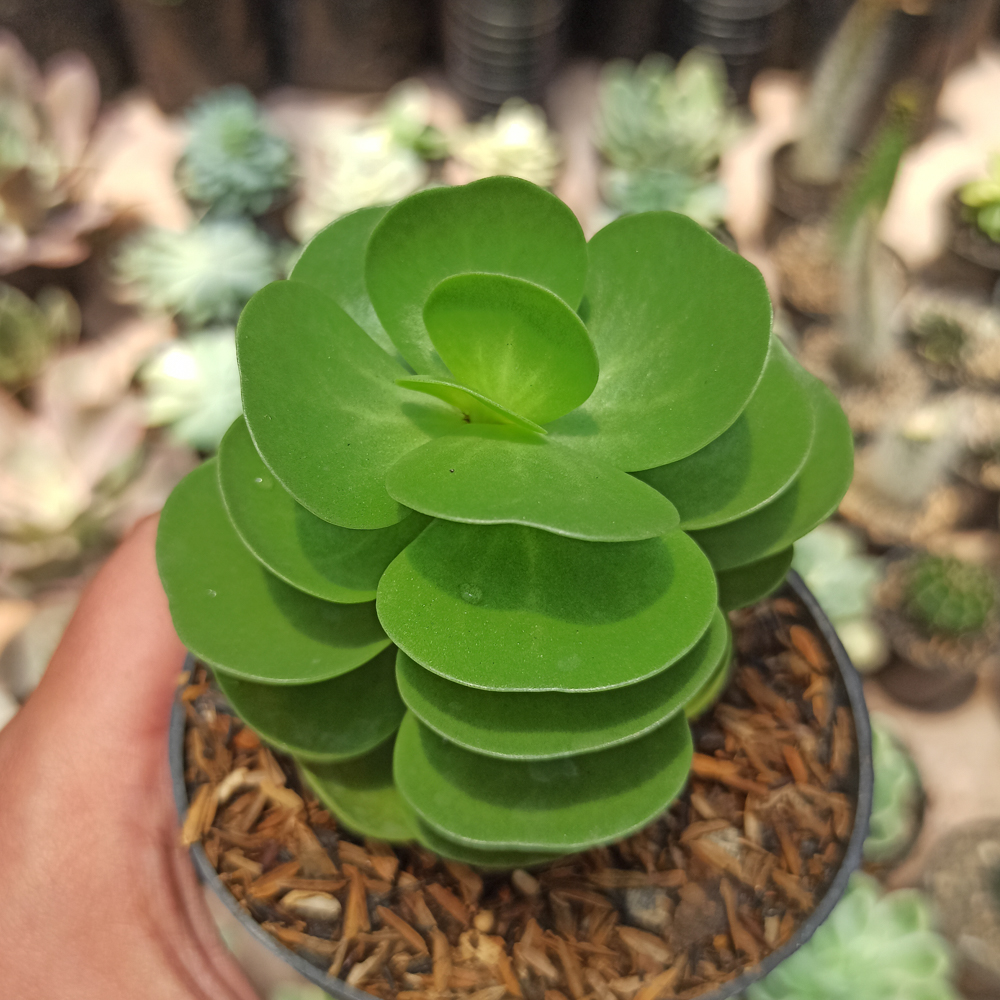 437. Portulaca Molokiniensis - Image 3