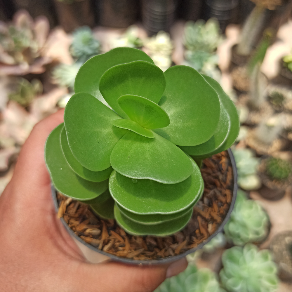 437. Portulaca Molokiniensis - Image 6