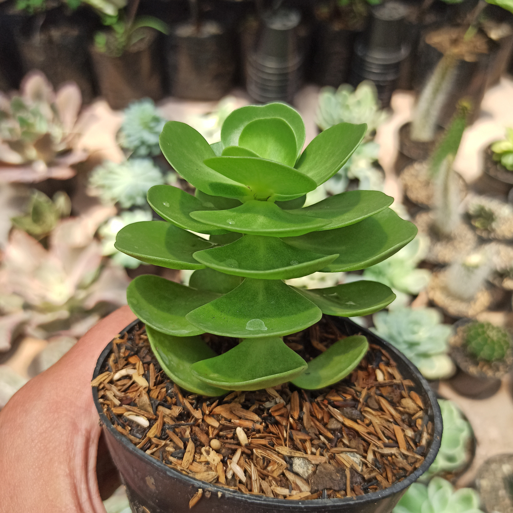 437. Portulaca Molokiniensis - Image 5