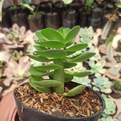 Alternative view of 437. Portulaca Molokiniensis