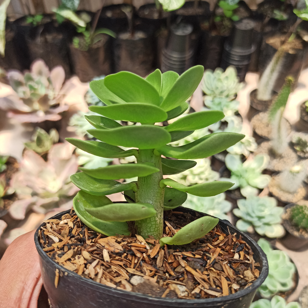 437. Portulaca Molokiniensis - Image 2