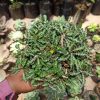 439. Euphorbia Decaryi Var. Spirosticha Size 16 Cm