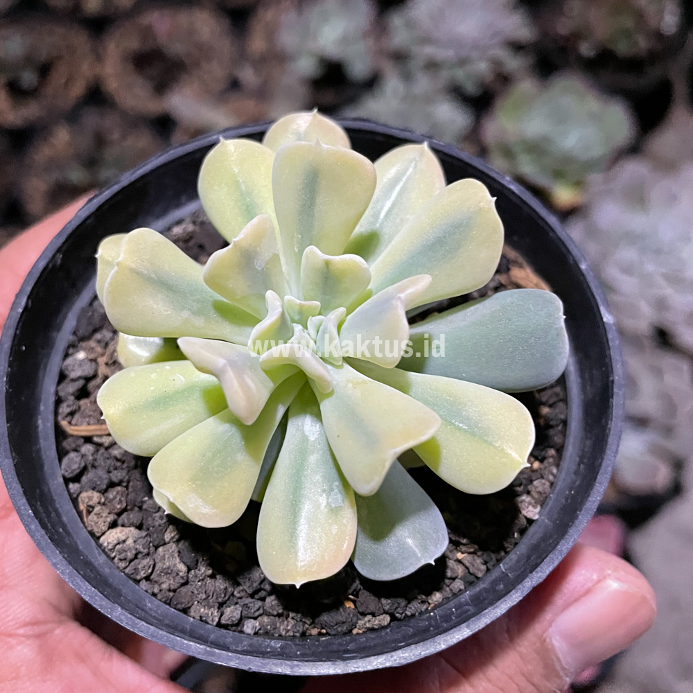 441. Echeveria Cubic Frost Aurea Variegated - Image 4