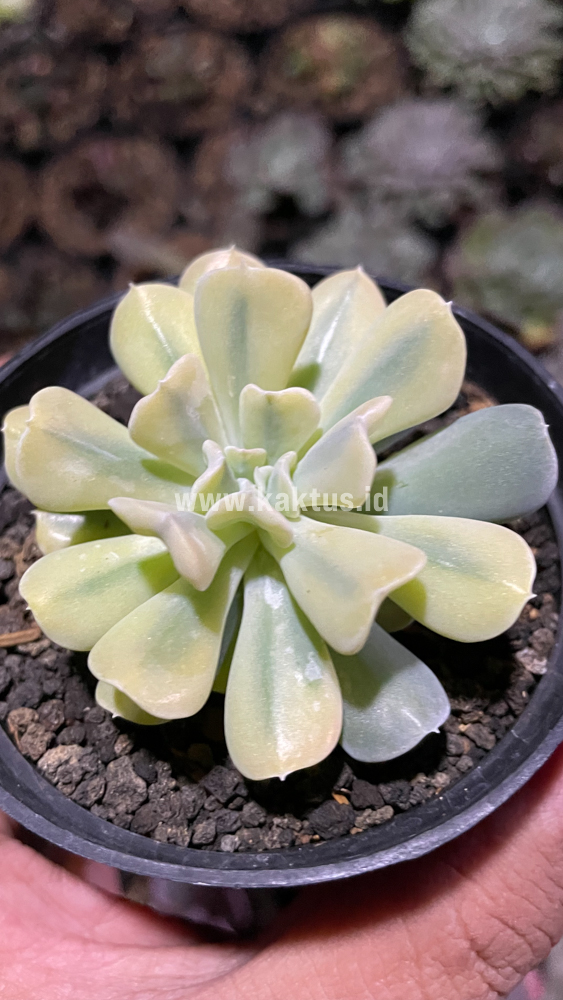441. Echeveria Cubic Frost Aurea Variegated - Image 2