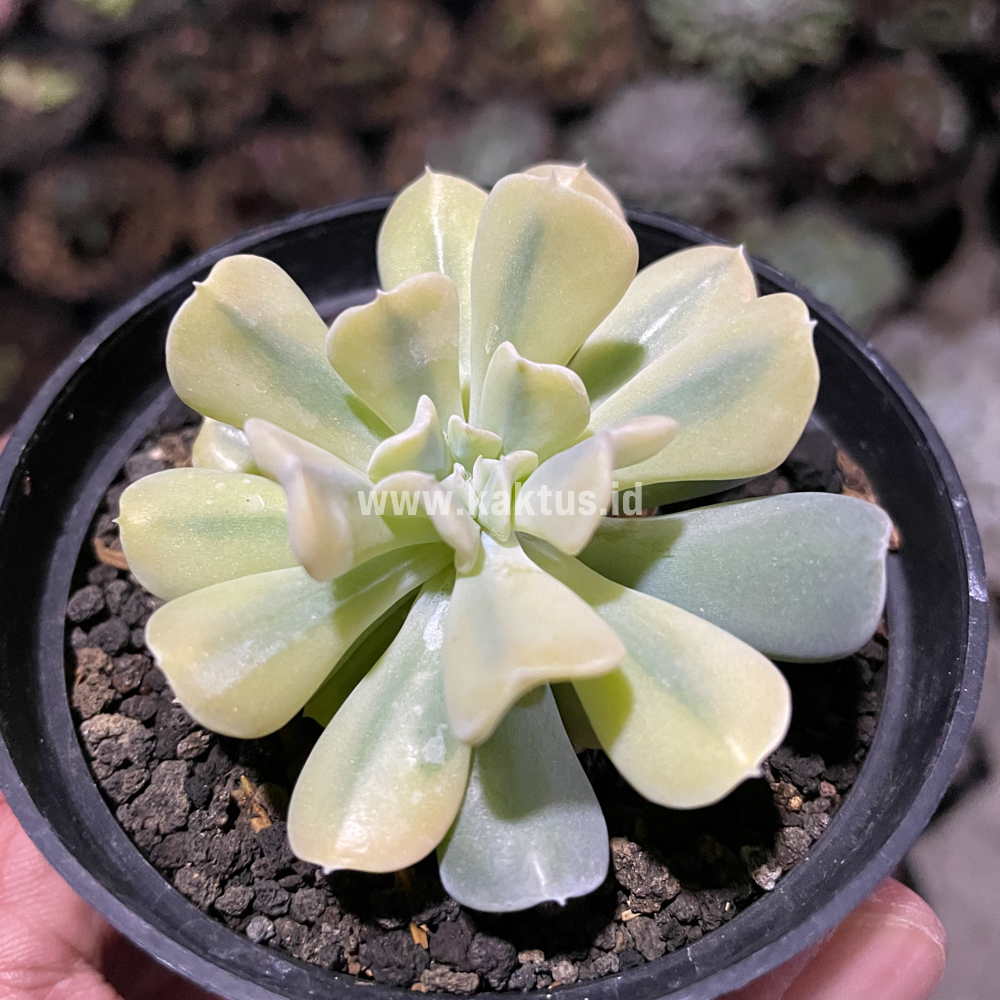 441. Echeveria Cubic Frost Aurea Variegated - Image 6