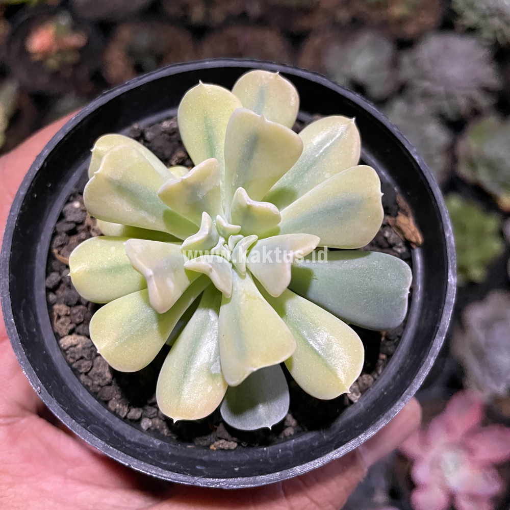 441. Echeveria Cubic Frost Aurea Variegated - Image 5