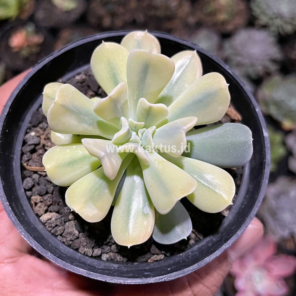 441. Echeveria Cubic Frost Aurea Variegated - Image 7