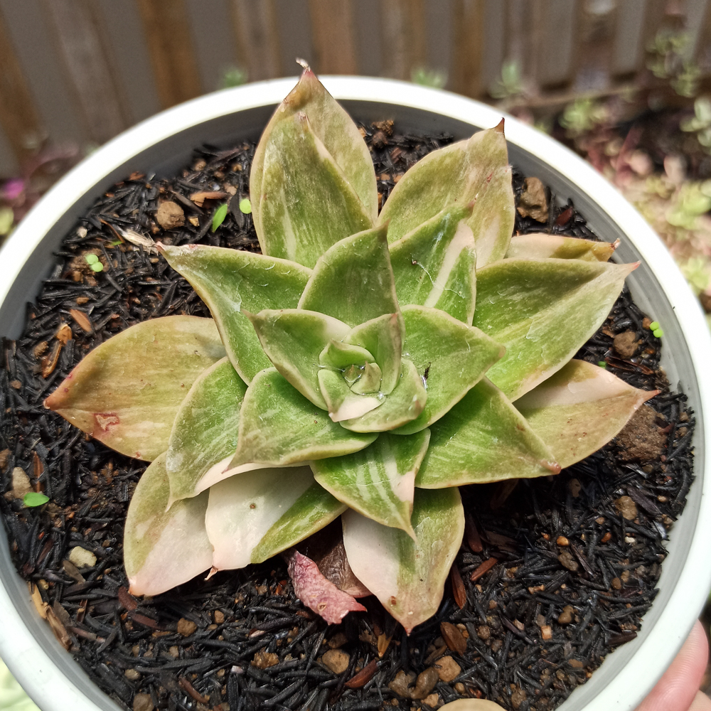 442. Echeveria Agavoides Rubella Variegated - Image 6