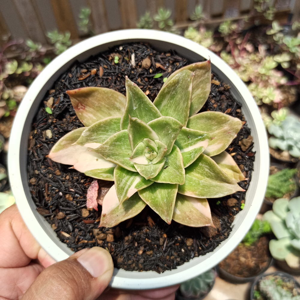 442. Echeveria Agavoides Rubella Variegated - Image 3