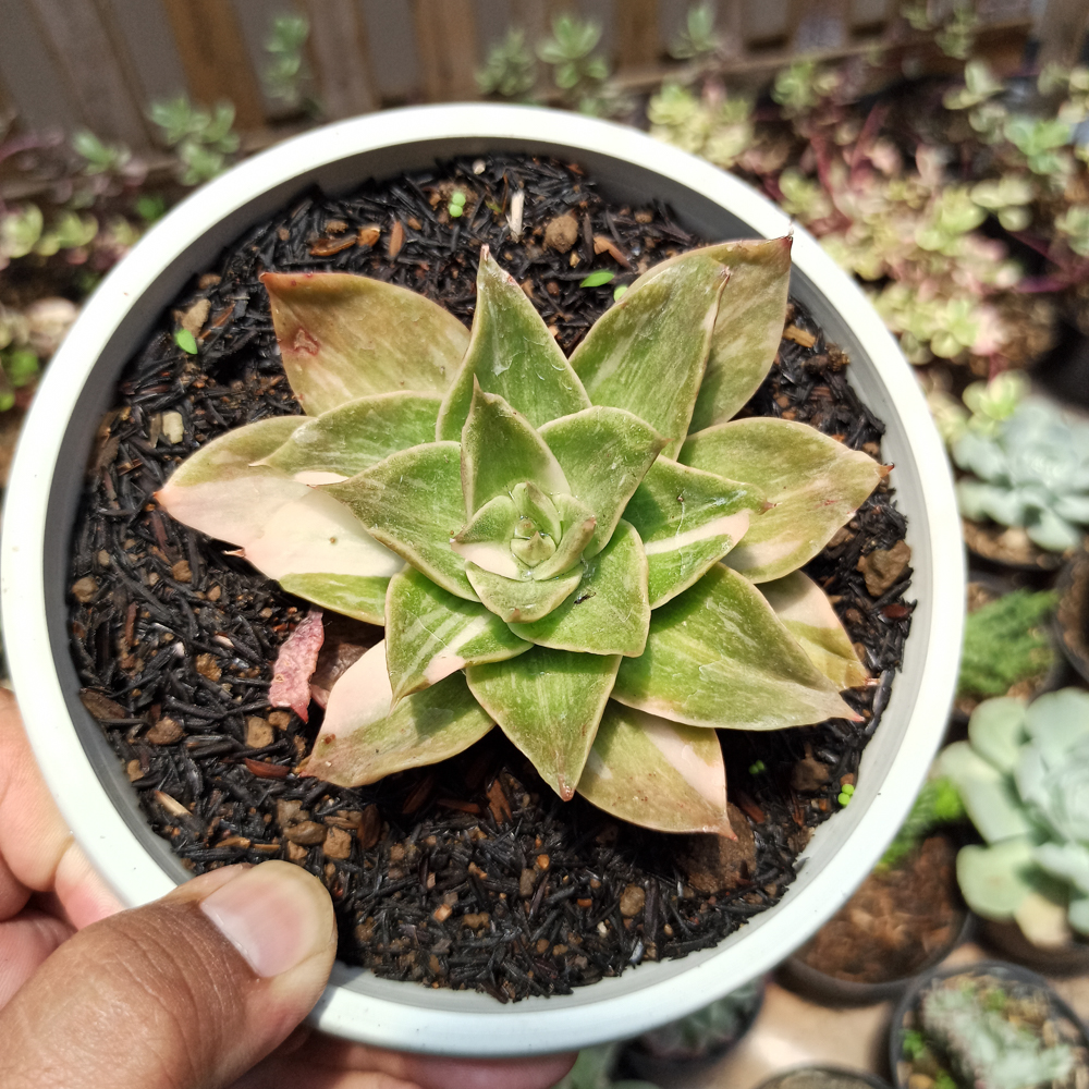 442. Echeveria Agavoides Rubella Variegated - Image 2