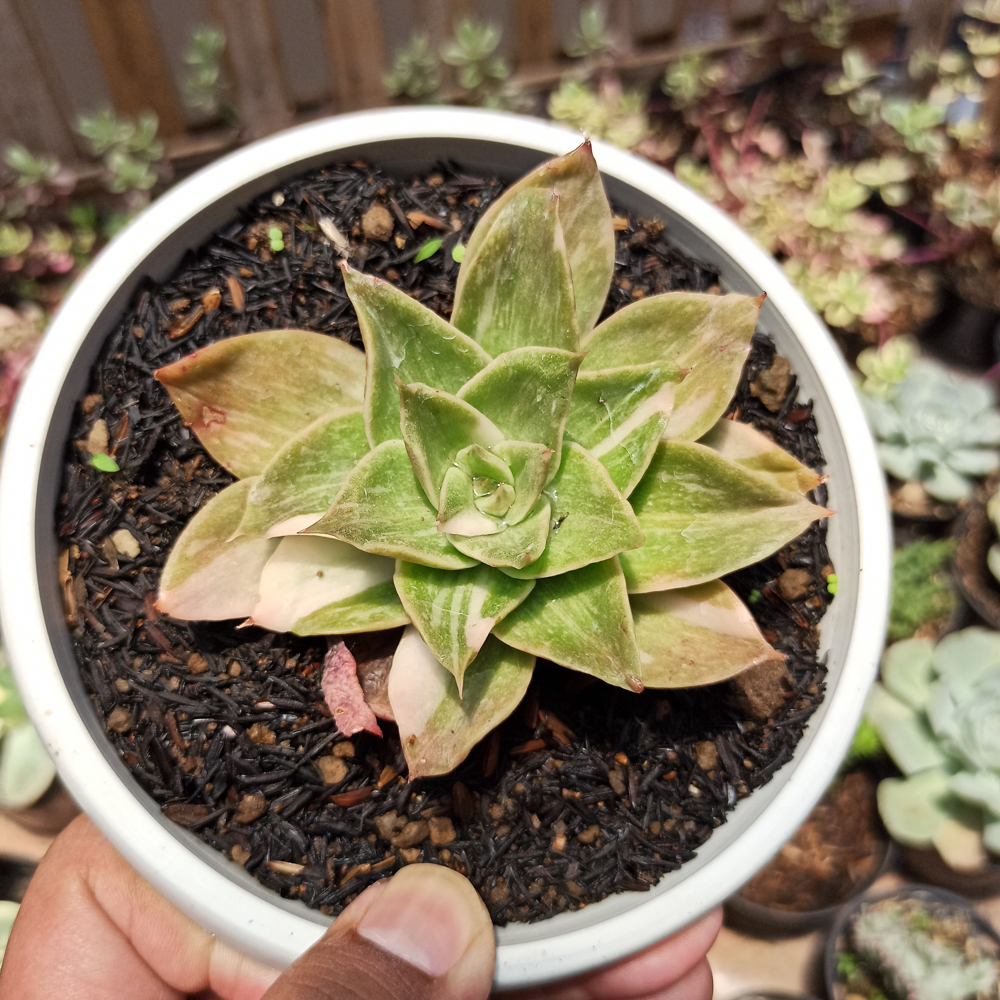 442. Echeveria Agavoides Rubella Variegated - Image 4