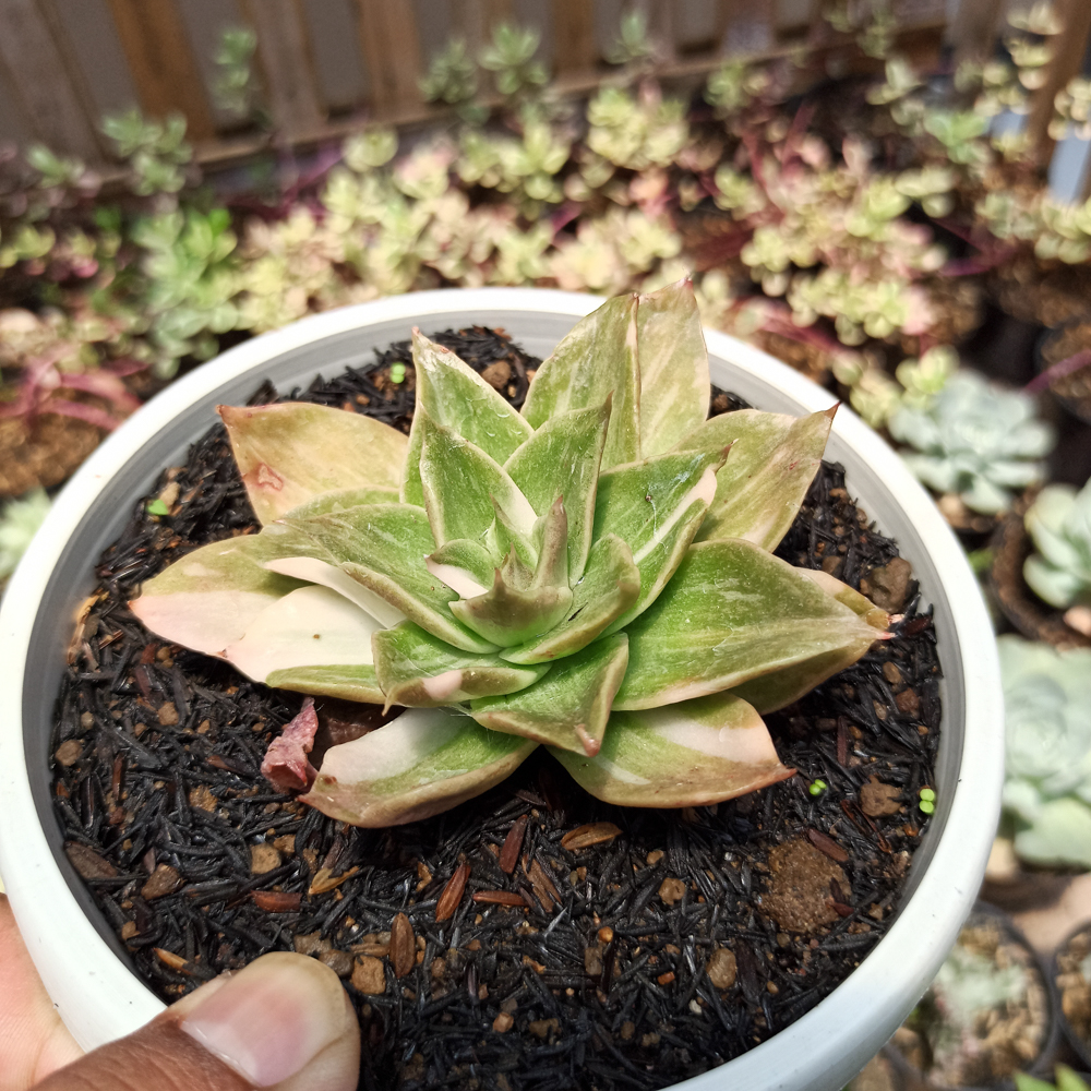 442. Echeveria Agavoides Rubella Variegated - Image 5