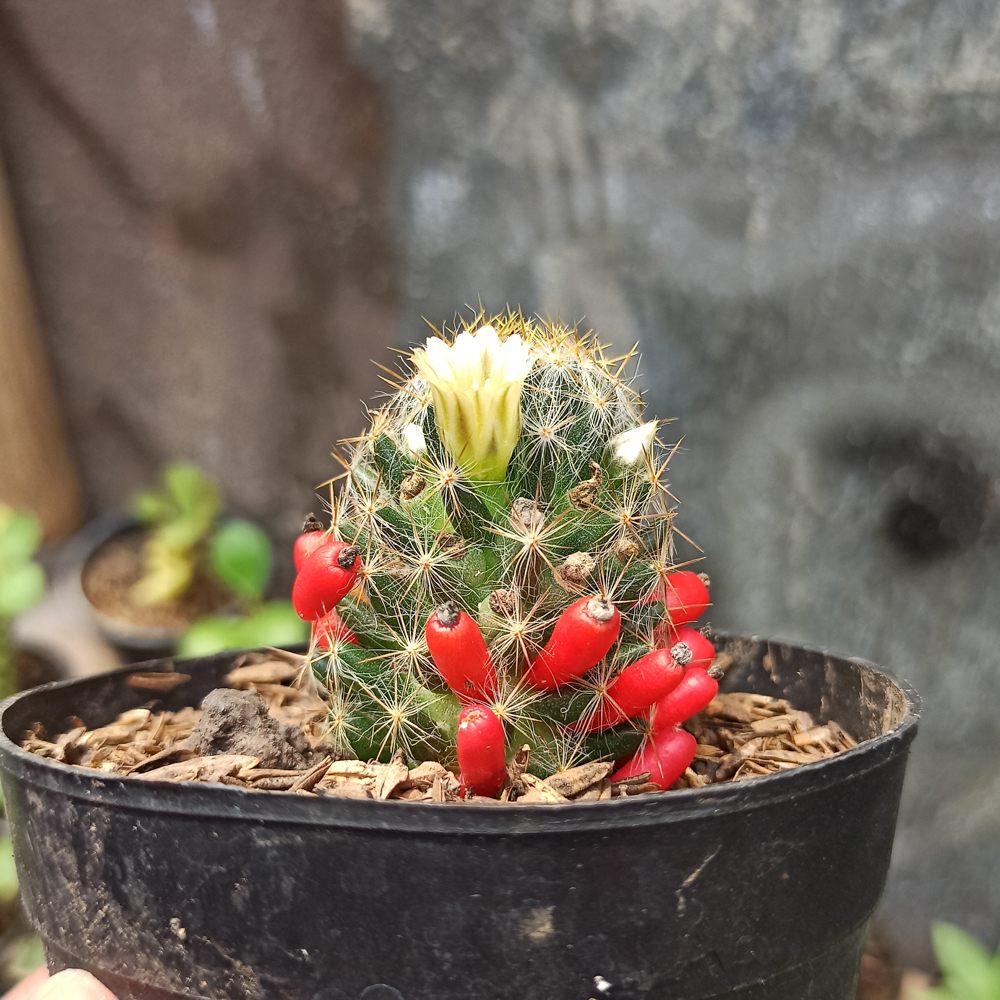 443. Mammillaria Mammillaris - Image 3