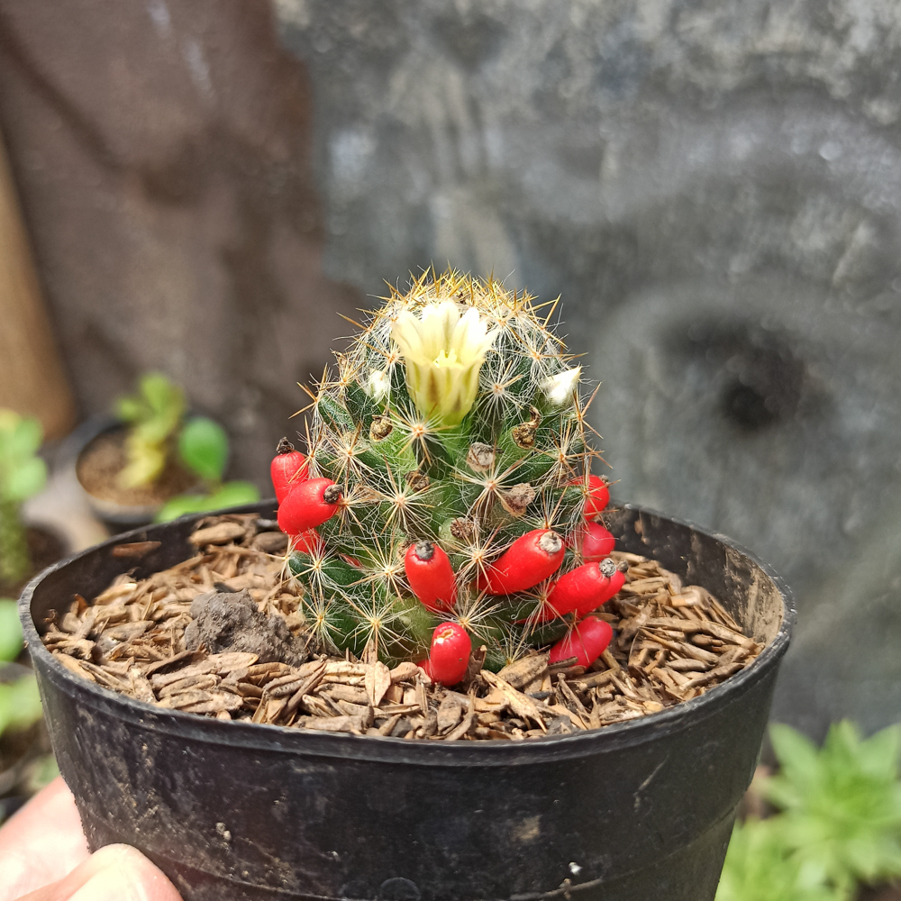443. Mammillaria Mammillaris - Image 5