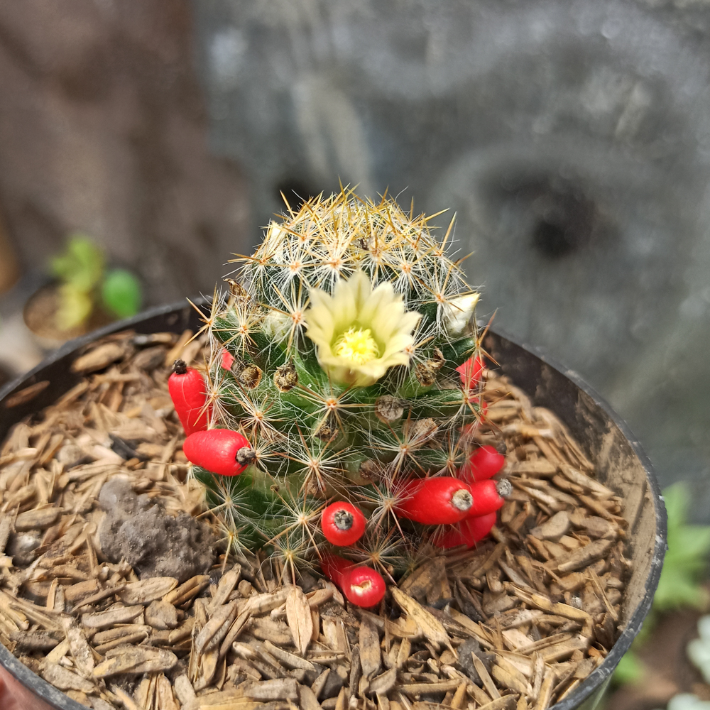 443. Mammillaria Mammillaris - Image 2
