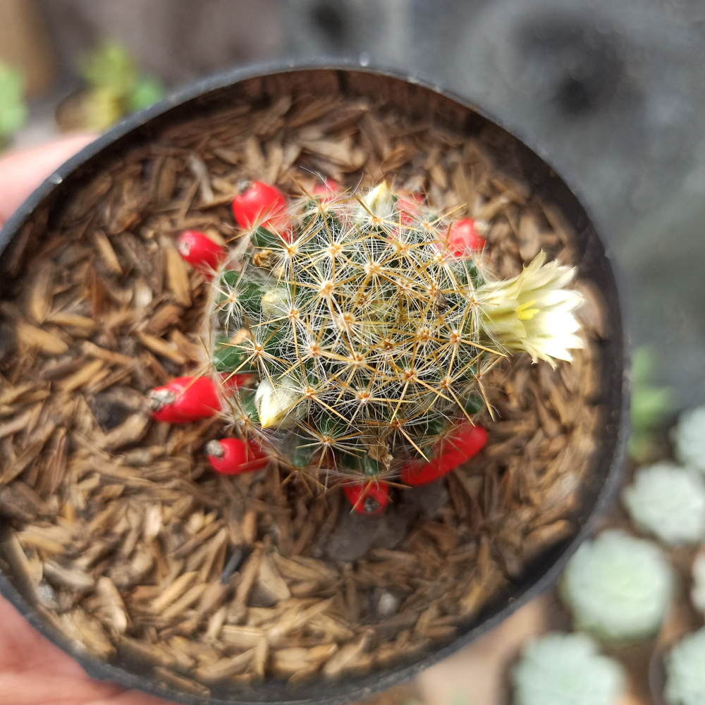 443. Mammillaria Mammillaris - Image 6