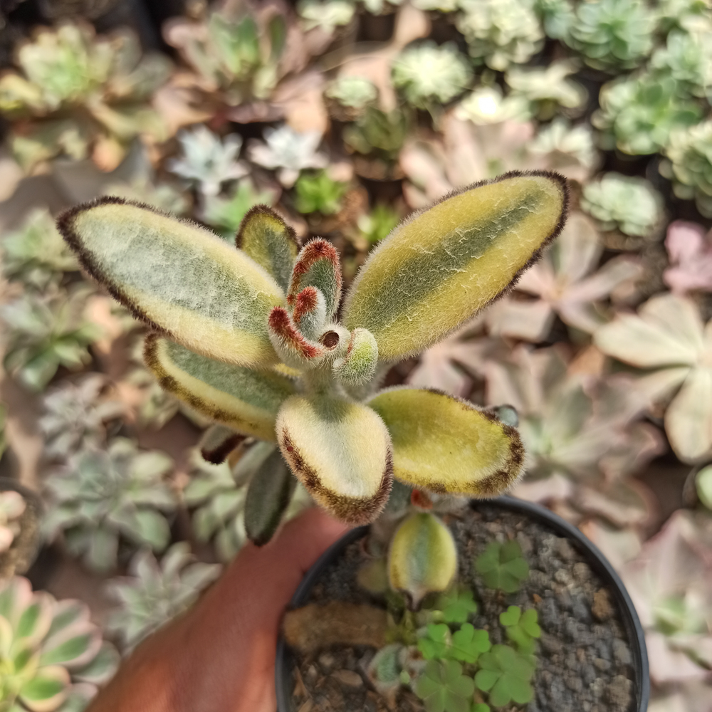445. Kalanchoe Tomentosa Aurea Variegated - Image 4