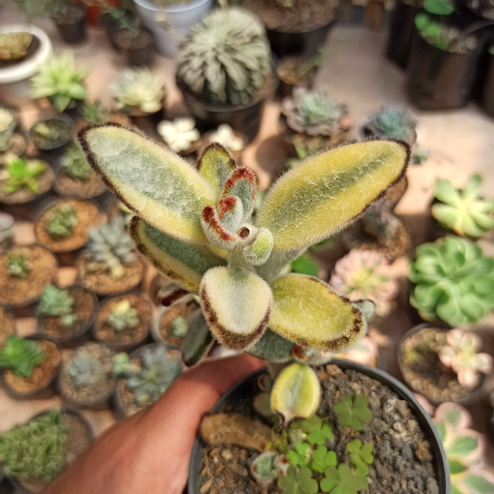 445. Kalanchoe Tomentosa Aurea Variegated - Image 5
