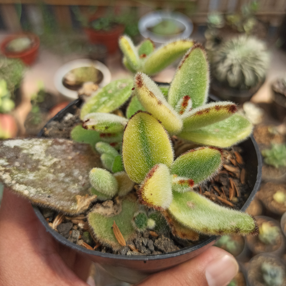 445. Kalanchoe Tomentosa Aurea Variegated - Image 6