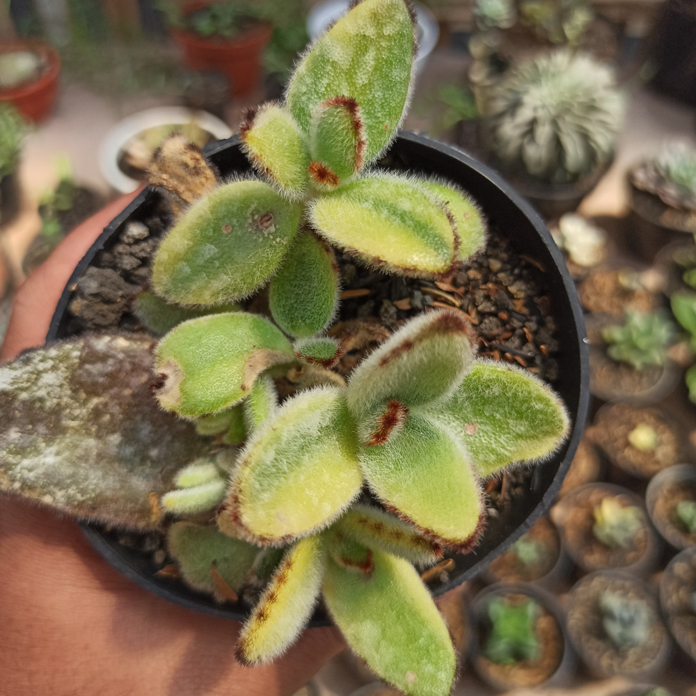 445. Kalanchoe Tomentosa Aurea Variegated - Image 7