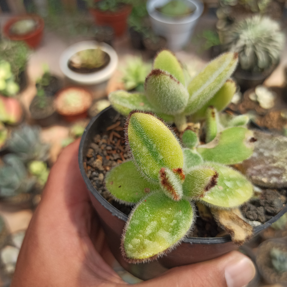 445. Kalanchoe Tomentosa Aurea Variegated - Image 8