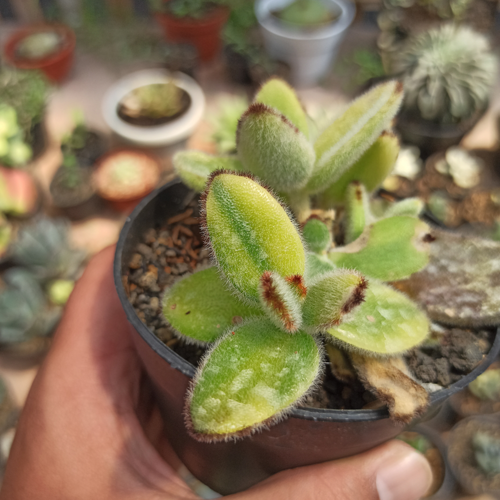 445. Kalanchoe Tomentosa Aurea Variegated - Image 9