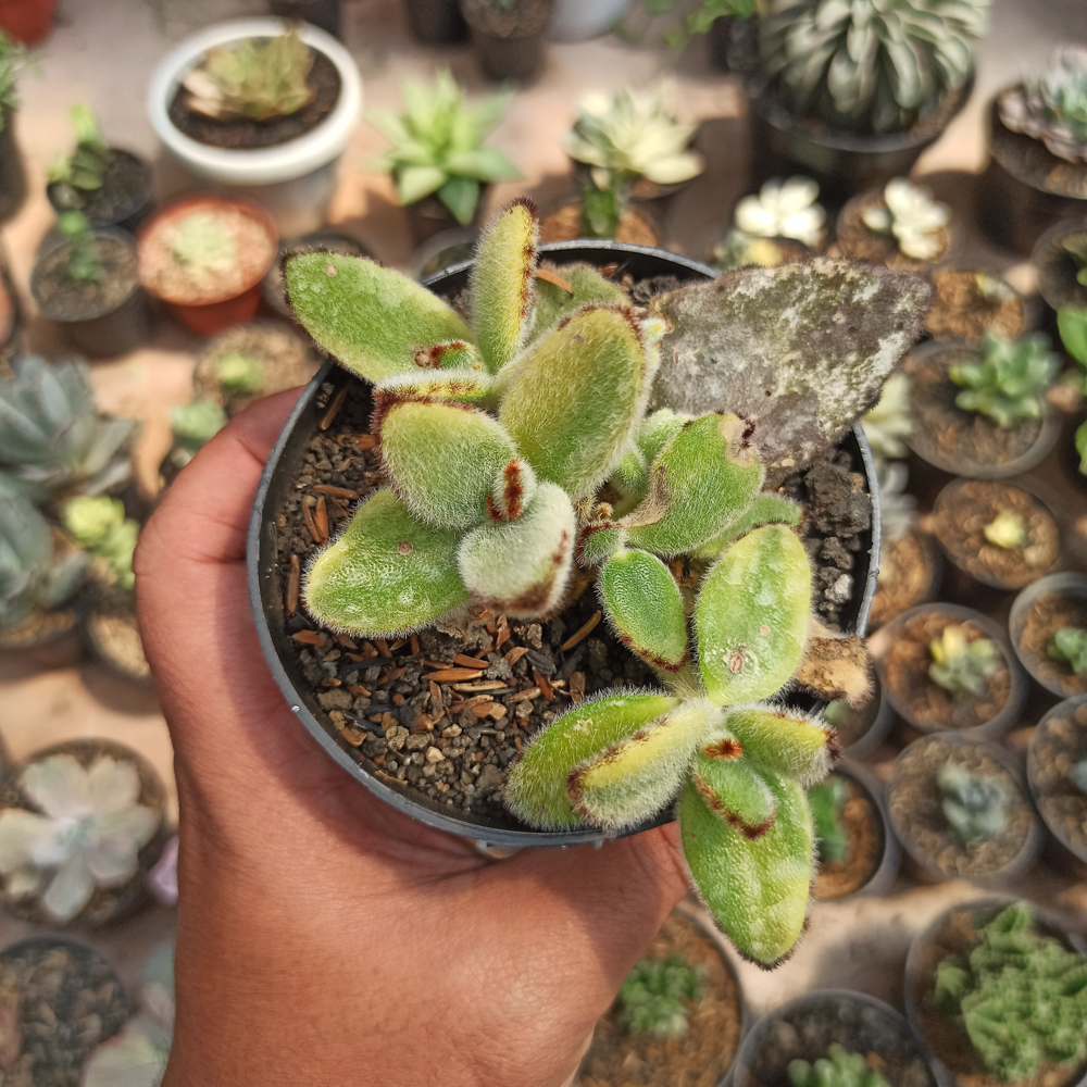 445. Kalanchoe Tomentosa Aurea Variegated - Image 10