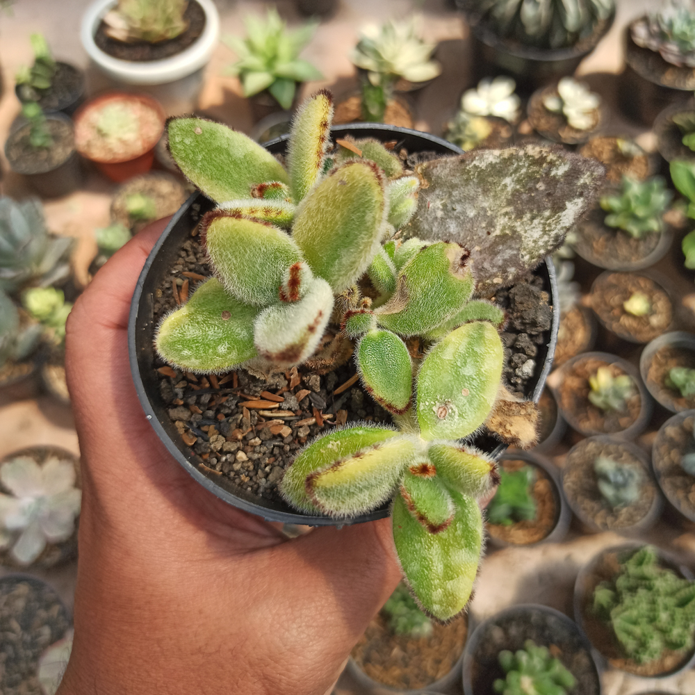 445. Kalanchoe Tomentosa Aurea Variegated - Image 2