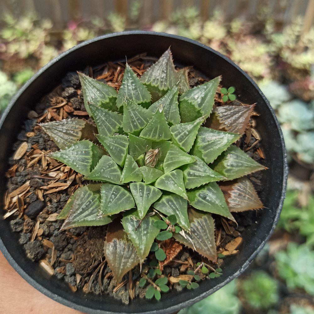 446. Haworthia Magnifica Hybrid - Image 2