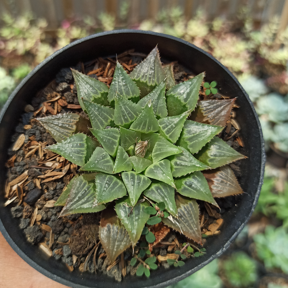 446. Haworthia Magnifica Hybrid - Image 4