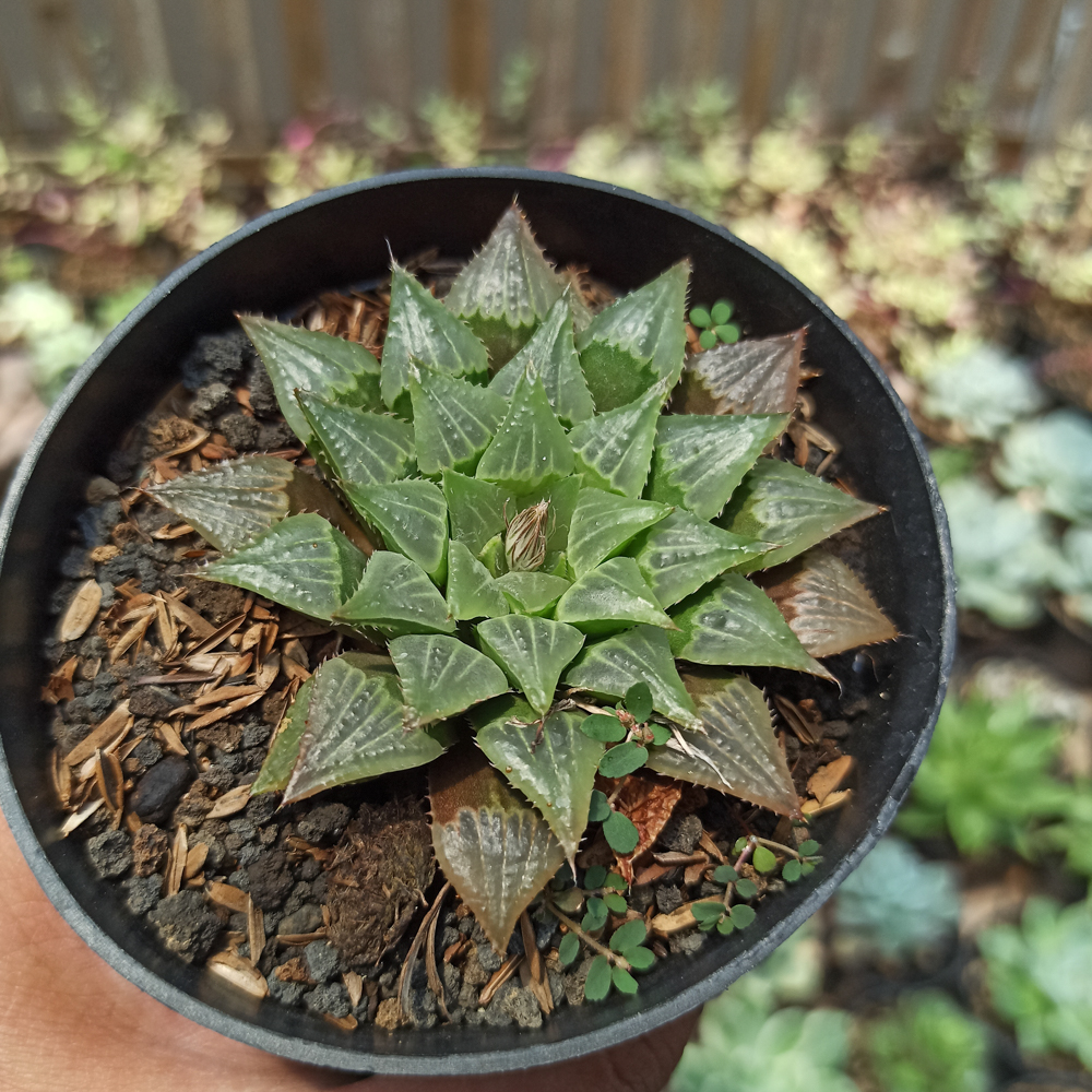 446. Haworthia Magnifica Hybrid - Image 5