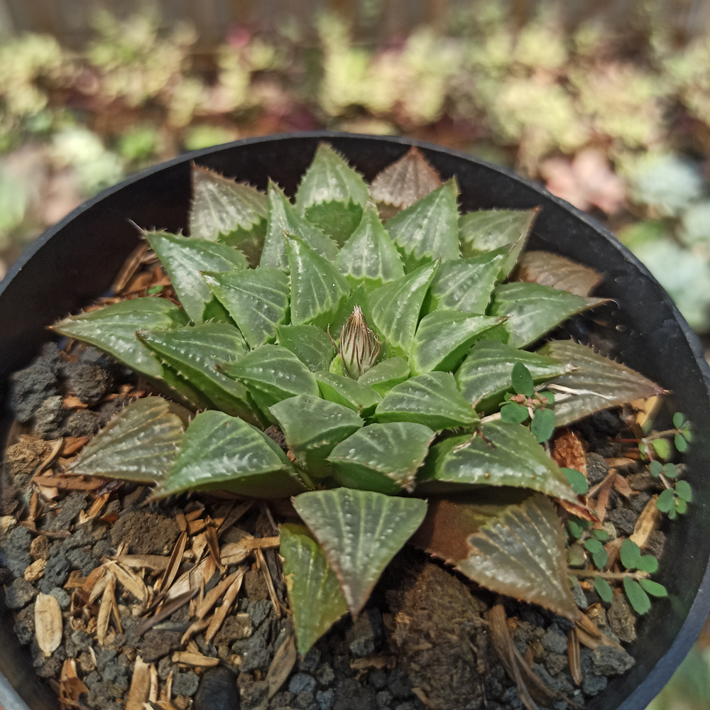 446. Haworthia Magnifica Hybrid - Image 7