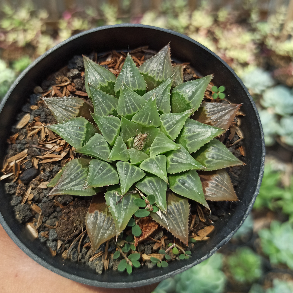 446. Haworthia Magnifica Hybrid - Image 3