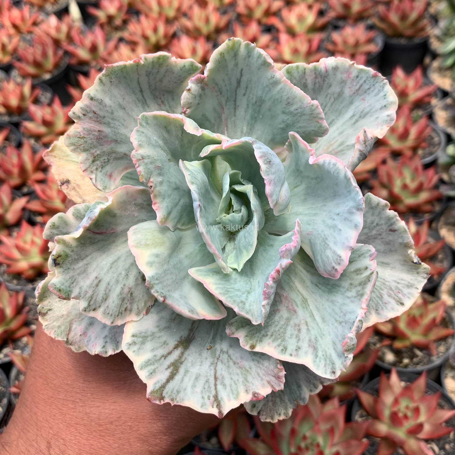448. Echeveria Chantilly 'Dragon Fin' Variegated - Image 19