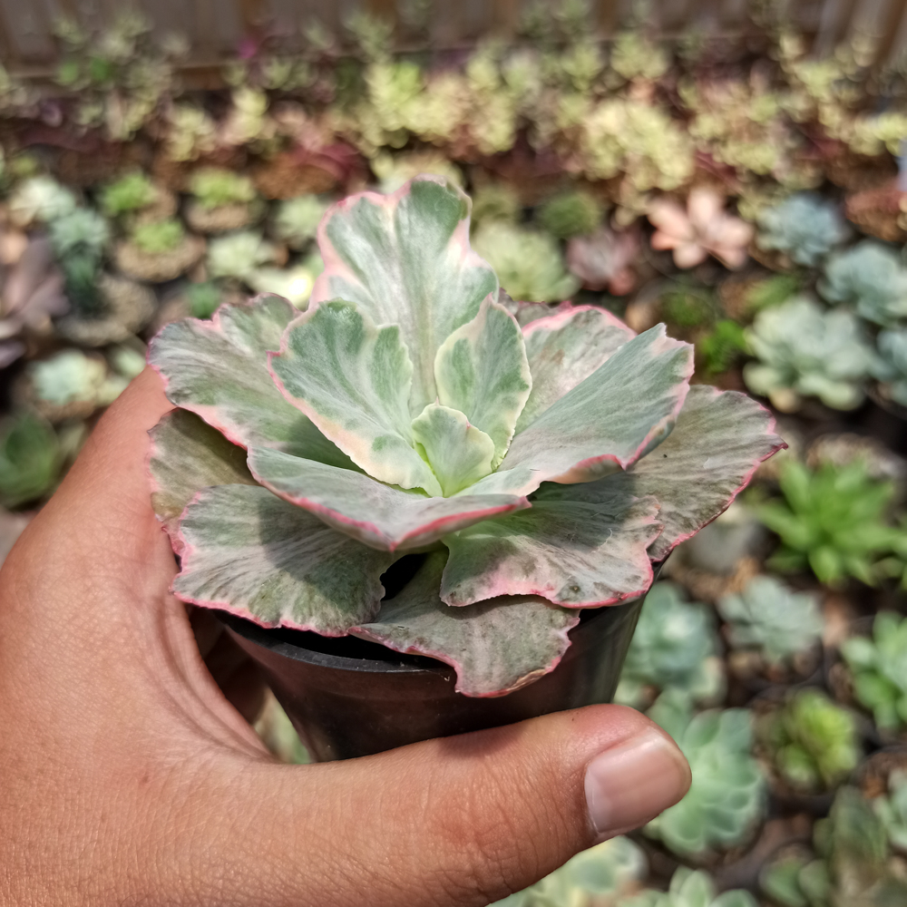 448. Echeveria Chantilly 'Dragon Fin' Variegated - Image 12