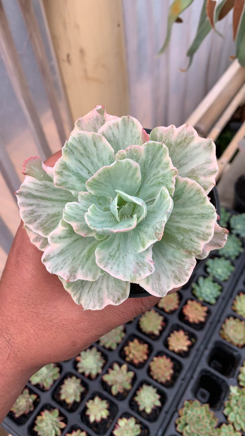 448. Echeveria Chantilly 'Dragon Fin' Variegated - Image 4
