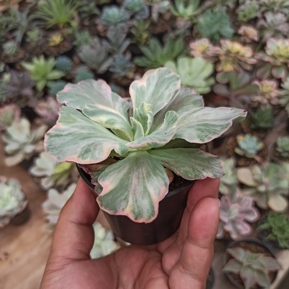 448. Echeveria Chantilly 'Dragon Fin' Variegated - Image 16