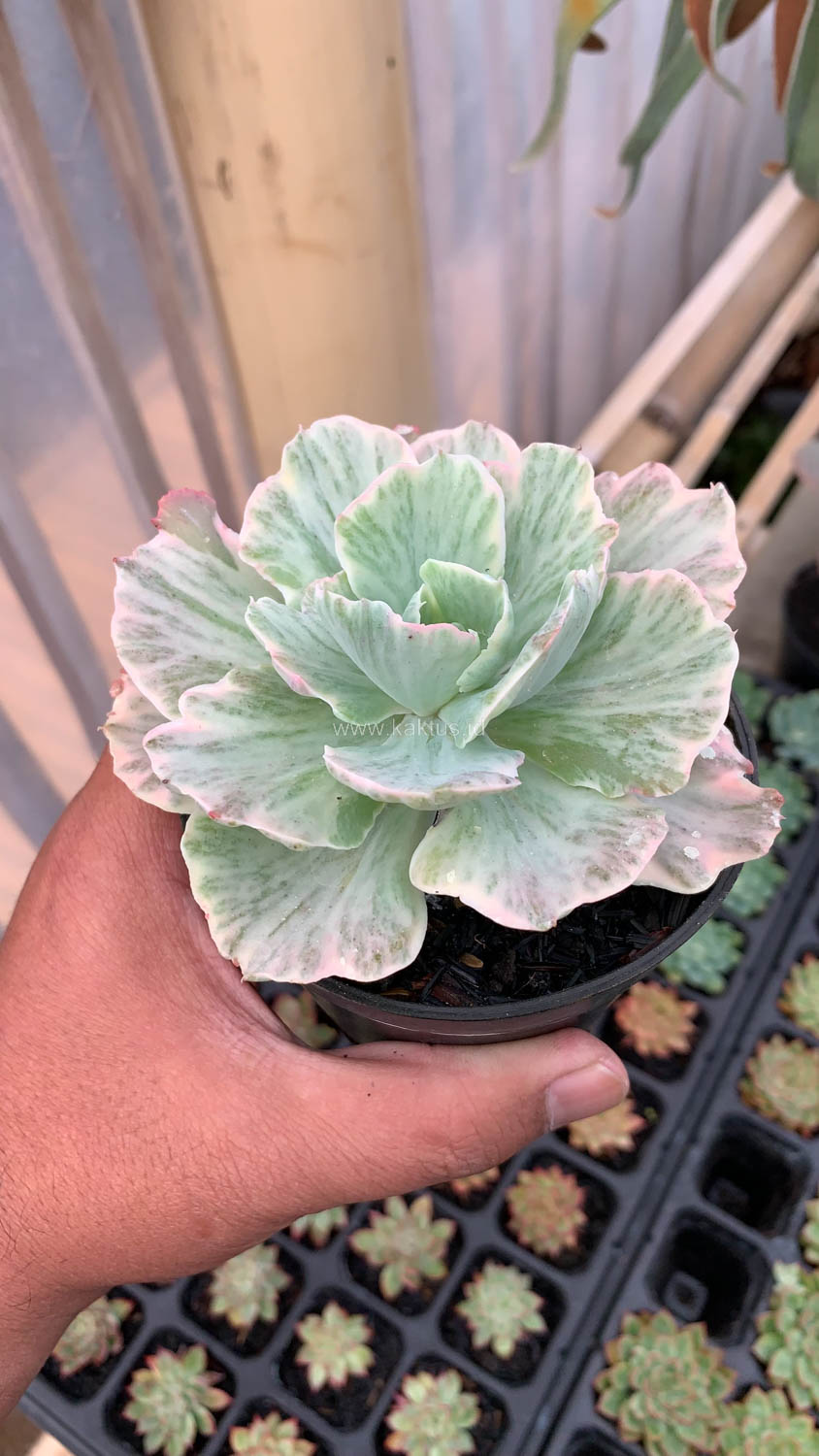 448. Echeveria Chantilly 'Dragon Fin' Variegated - Image 9