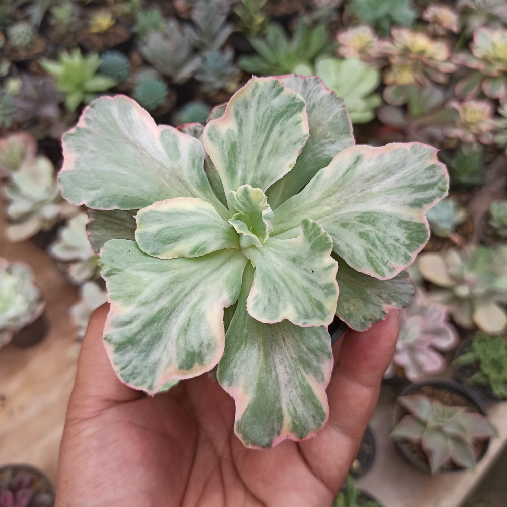 448. Echeveria Chantilly 'Dragon Fin' Variegated - Image 2