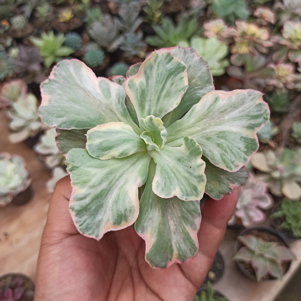 448. Echeveria Chantilly 'Dragon Fin' Variegated - Image 15