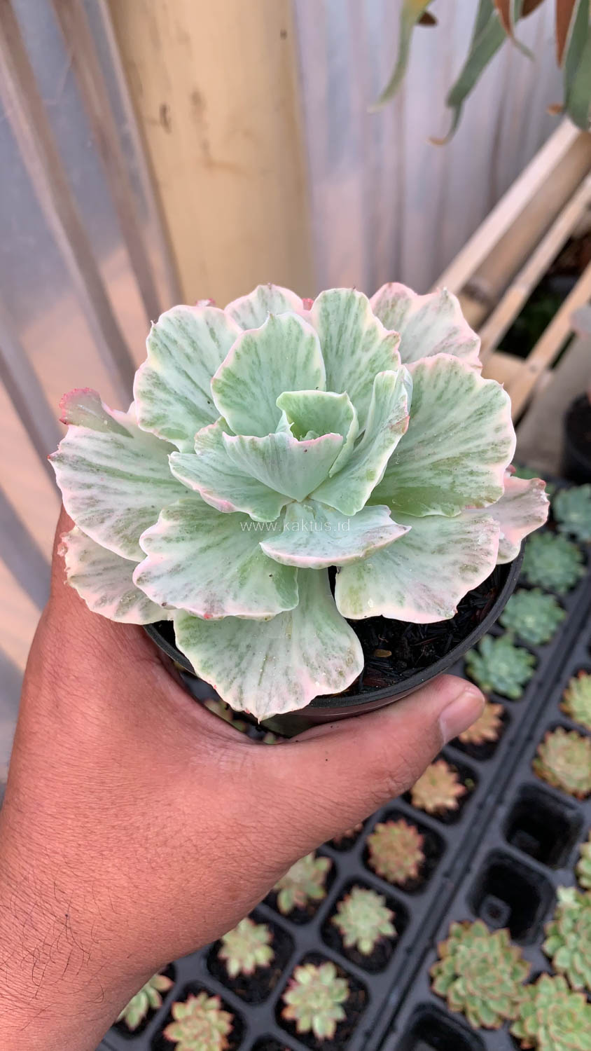 448. Echeveria Chantilly 'Dragon Fin' Variegated - Image 13