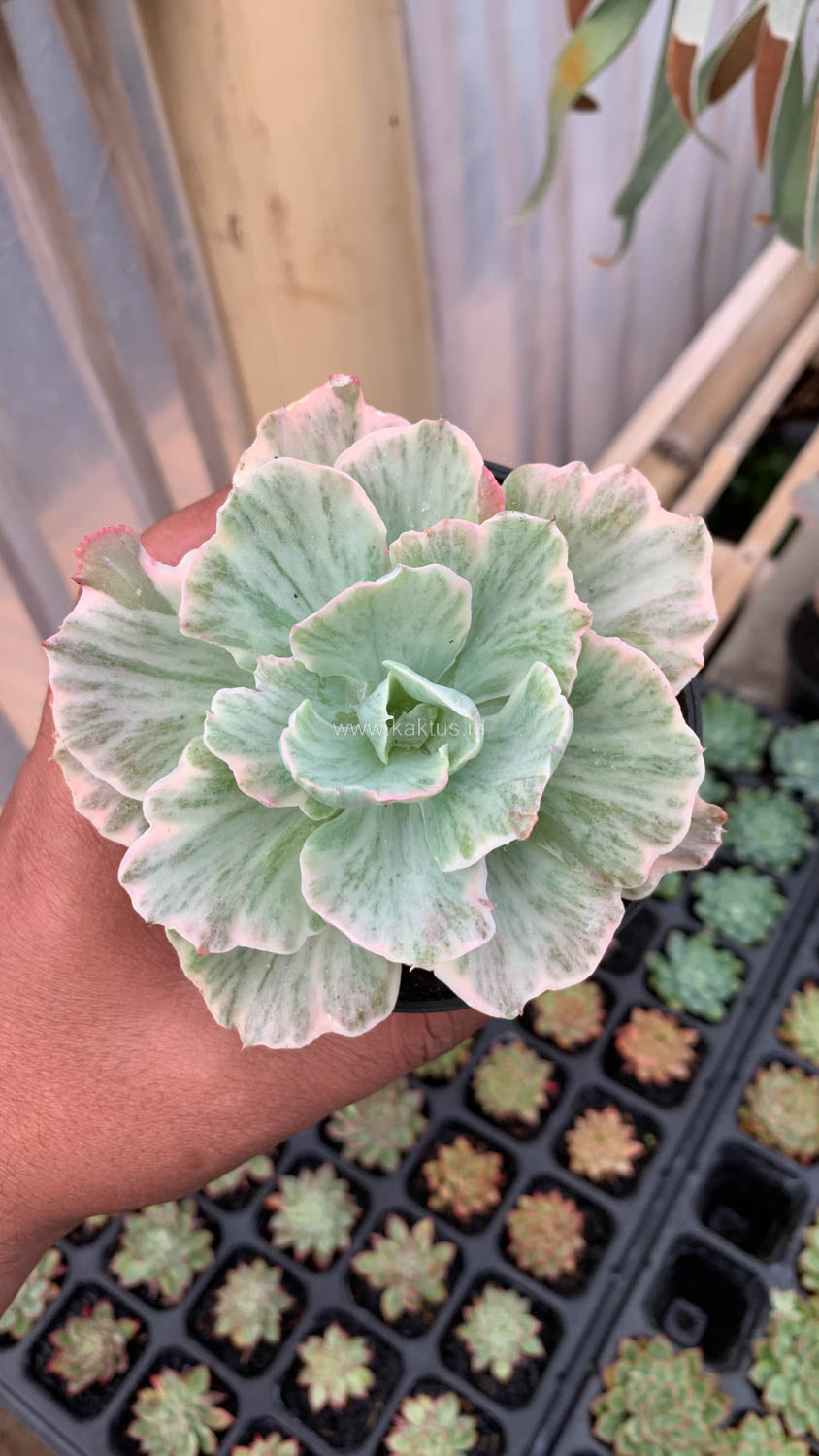 448. Echeveria Chantilly 'Dragon Fin' Variegated - Image 10