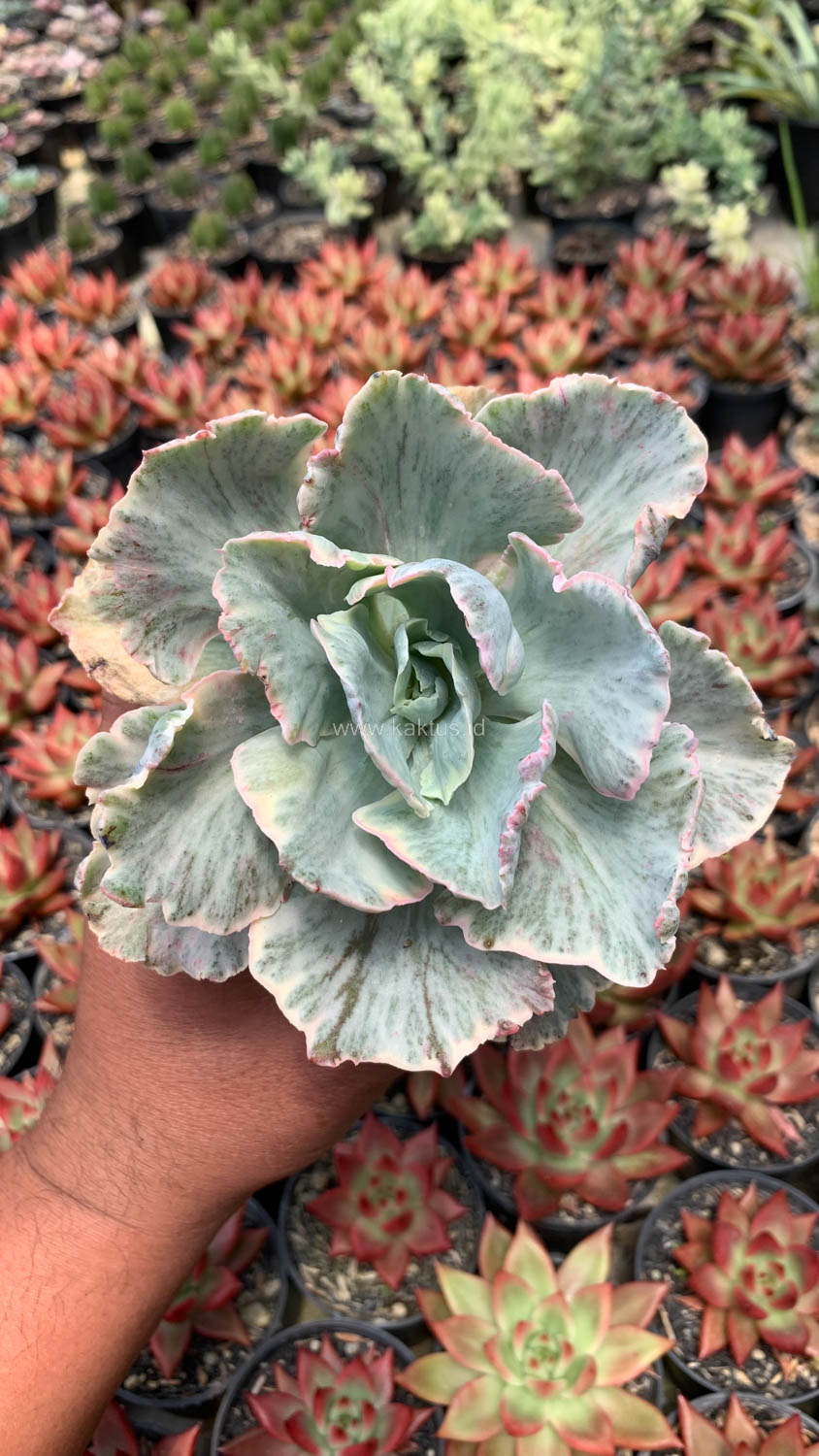 448. Echeveria Chantilly 'Dragon Fin' Variegated - Image 18