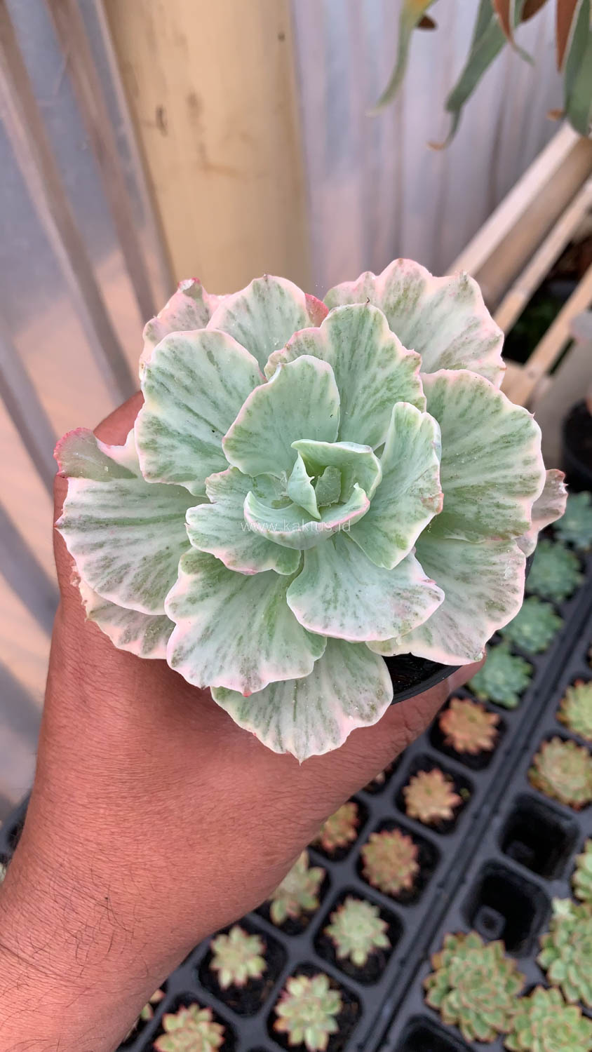448. Echeveria Chantilly 'Dragon Fin' Variegated - Image 14