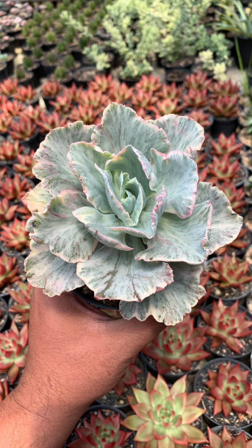 448. Echeveria Chantilly 'Dragon Fin' Variegated - Image 17