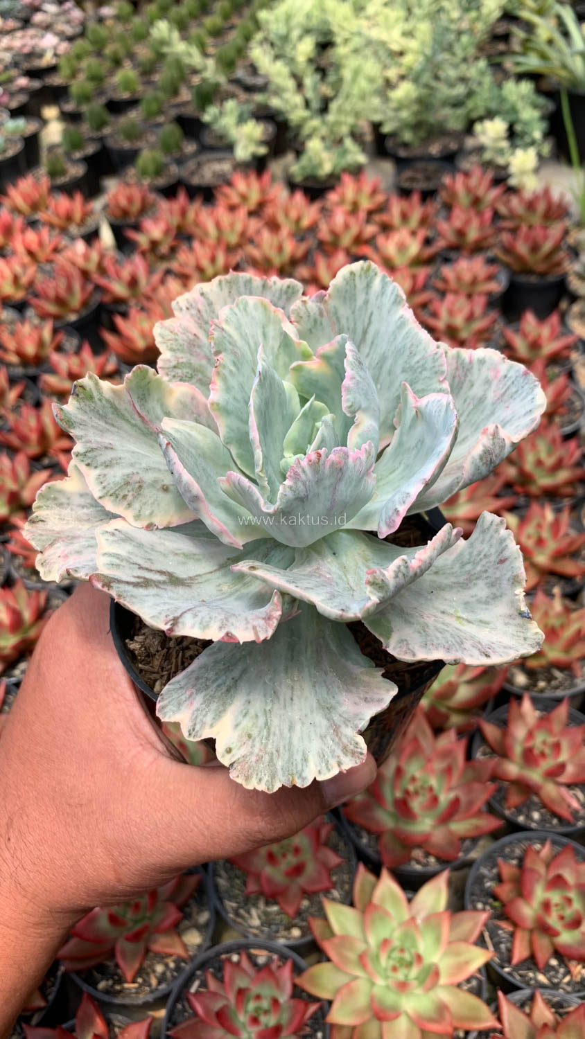 448. Echeveria Chantilly 'Dragon Fin' Variegated - Image 3