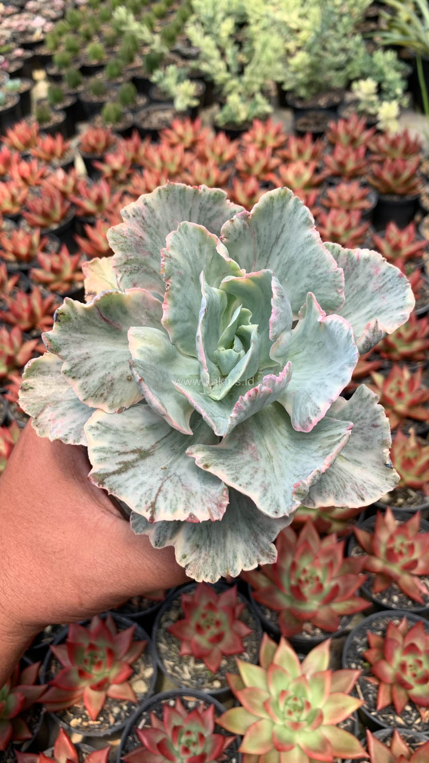 448. Echeveria Chantilly 'Dragon Fin' Variegated - Image 5