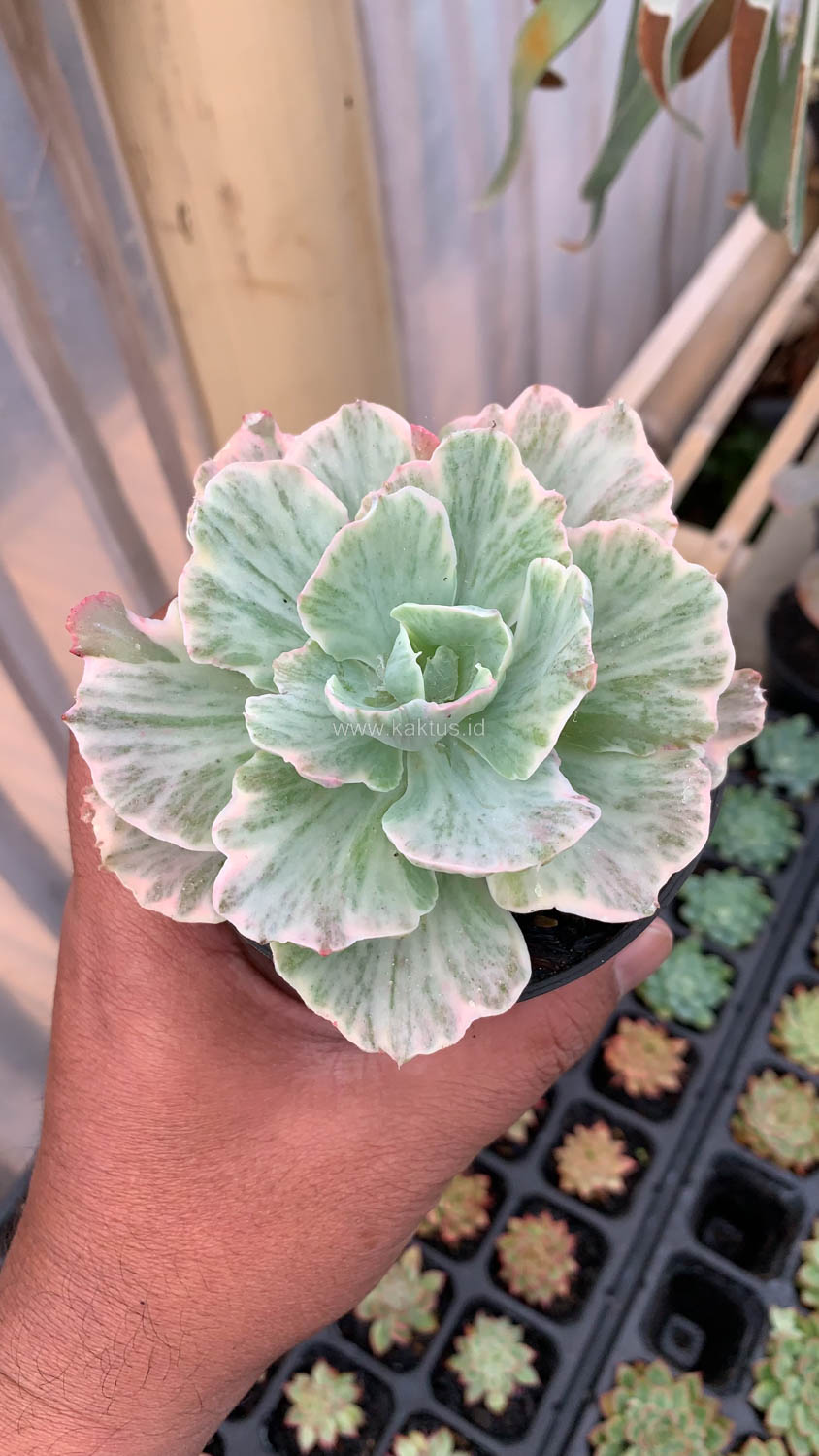 448. Echeveria Chantilly 'Dragon Fin' Variegated - Image 8